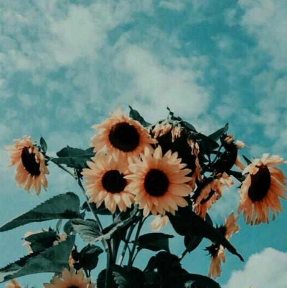 Meet your Posher, Skylar - Picture 1 of 1